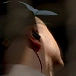 IEMs headphones 64 Audio U6t - img.16 IEMs headphones 64 Audio U6t - img.16