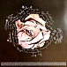 Vinyl Record Birdy - Portraits (Violet Translucent Vinyl) LP - img.6