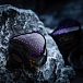- img.6 In-ear headphones Celest Wyvern Abyss - img.6