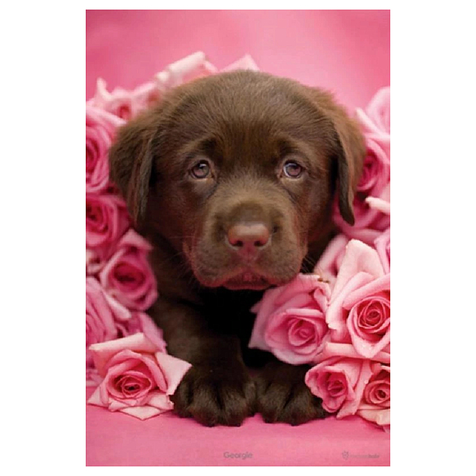 Souvenir Pyramid Rachael Hale George (Maxi Poster) 61x91,5cm - img.0