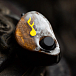 In-ear headphones FATfreq Grand Maestro Universal Brown - img.4